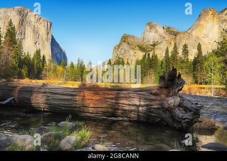 Albero caduto nel fiume Merced con El Capitan e la Valle Yosemite sullo sfondo Foto Stock