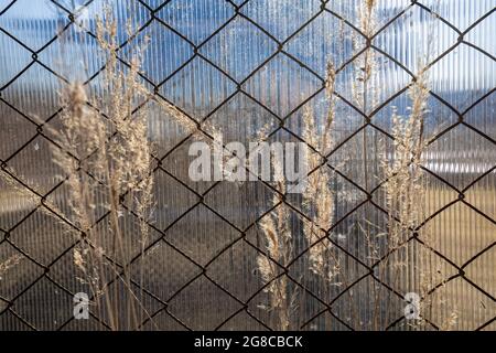 Le piante secche dello scorso anno sullo sfondo di una maglia a catena e policarbonato. Foto Stock