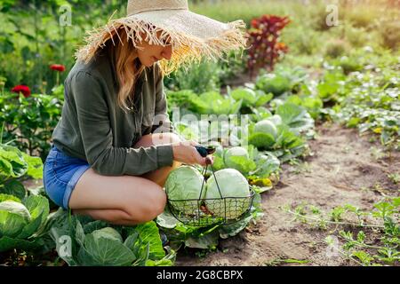 Giovane donna giardiniere raccolta cavolo in giardino estivo mettendo raccolto vegetale in cesto. Raccolto di verdure biologiche. Cibo sano Foto Stock