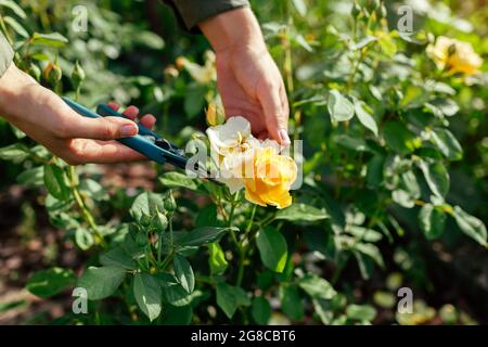La deadheading della donna ha speso i fianchi della rosa inglese nel giardino estivo. Giardiniere che taglia i fiori selvaggi con la potatrice. Graham Thomas è cresciuto da David Austin Foto Stock