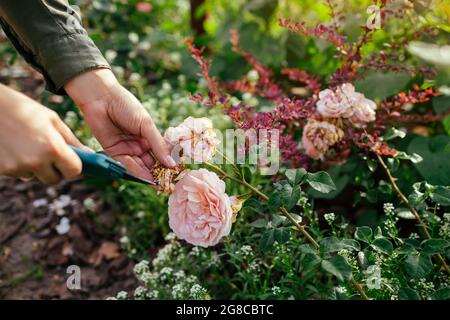 La deadheading della donna ha speso i fianchi della rosa inglese nel giardino estivo. Giardiniere che taglia i fiori selvaggi con la potatrice. Abraham Darby è salito da David Austin Foto Stock
