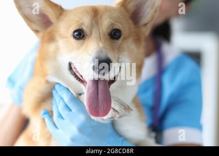 Bei corgi gallesi al primo piano dell'appuntamento del veterinario Foto Stock