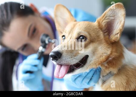 Veterinario esamina le orecchie del cane con otoscopio closeup Foto Stock