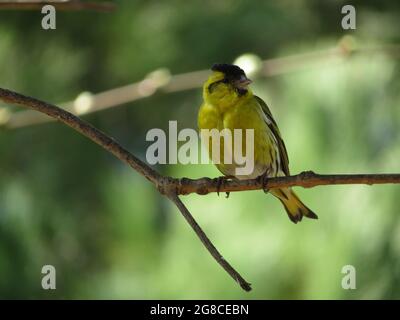 La siiskin di Eusarian, Spinus spinus, che perching in un ramo Foto Stock