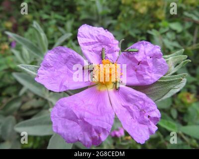 Alcune bollette di Oedemeridi in un fiore rosa di Cistus albidus, il cistus di lievito grigio Foto Stock