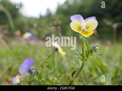 Pansies selvatiche (viola tricolore), conosciuto anche come heartsease o la facilità del cuore, che crescono su un prato giardino Foto Stock