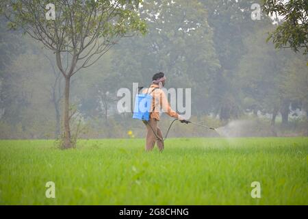 Coltivatore indiano che spruzza fertilizzante nel suo campo di grano Foto Stock