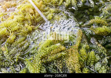 Primo piano di alghe verdi di bryopsida o di Caulerpa lentillifera. (uva di mare o caviale verde) Foto Stock