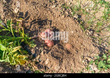 Patate biologiche fresche nel campo, raccolta di patate in orto. Foto Stock