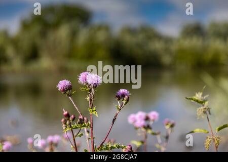 Kidbrooke, Greenwich South West Londra, Regno Unito Foto Stock