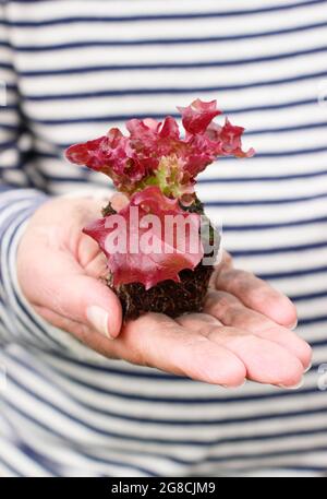 Piantare piantine di lattuga - Lactuca sativa 'Lollo Rossa', un taglio e tornare classico. Foto Stock