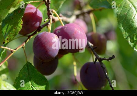 Prugne viola mature alla luce del sole sullo sfondo del closeup fogliame verde Foto Stock