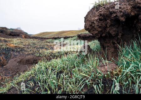 Rilievo del campo bruciato. Erba verde fresca, suolo e radici Foto Stock