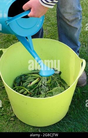 Facendo fertilizzante comfrey. Aggiunta di acqua a foglie di comfrey tritate -Symphytum officinale - per lo steeping per preparare il mangime comfrey per le piante. Foto Stock