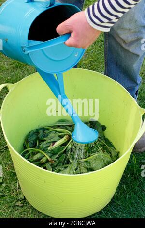 Facendo fertilizzante comfrey. Aggiunta di acqua a foglie di comfrey tritate -Symphytum officinale - per lo steeping per preparare il mangime comfrey per le piante. Foto Stock