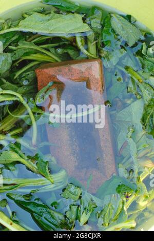 Fare alimentazione comfrey. Un mattone tiene giù le foglie di comfrey tritate che steeping in acqua per fare fertilizzante liquido comfrey. Foto Stock