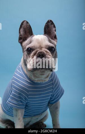 Vecchio bulldog francese con maglione a righe isolato su sfondo blu. Foto Stock