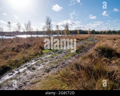 Sentiero paludoso nella brughiera del parco nazionale Dwingelderveld, Drenthe, Paesi Bassi Foto Stock
