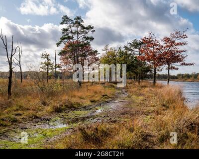 Sentiero e piscina d'acqua in brughiera del parco nazionale Dwingelderveld, Drenthe, Paesi Bassi Foto Stock