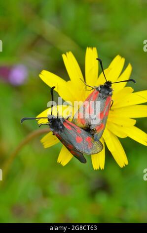 Un accoppiamento di snella scotch burnett Moths in una delle loro uniche roccaforti rimaste sull'isola di Mull Foto Stock