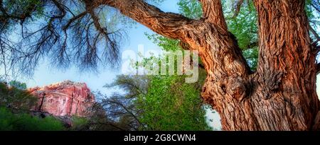 Pioppi neri americani alberi e formazioni rocciose con luna. Fruita, Capitol Reef National Park nello Utah Foto Stock