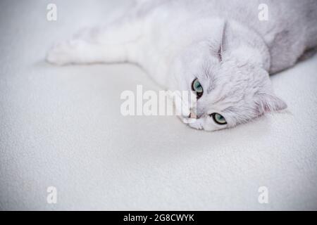 Gatto adulto razza chinchilla scozzese con orecchie dritte, dorme a casa Foto Stock