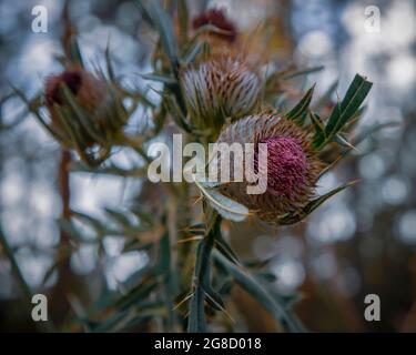 Serbia - primo piano di un grande cardo (Cirsium eriophorum) che cresce sulla montagna Tara Foto Stock