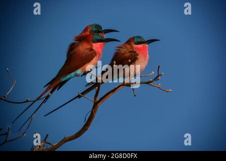 Primo piano di mangiatubi di carminio del sud (Merops nubicoides) arroccato su un ramo contro il cielo blu. Fiume Zambesi, Namibia Foto Stock