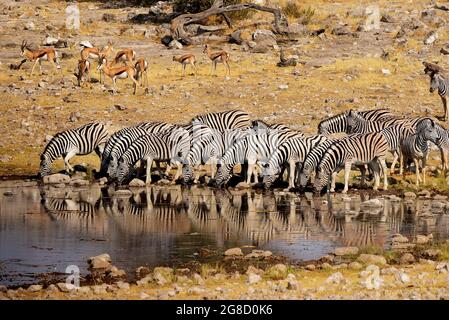 Mandria di Zebre che beve in un buco d'acqua nel Parco Nazionale di Etosha, Namibia Foto Stock