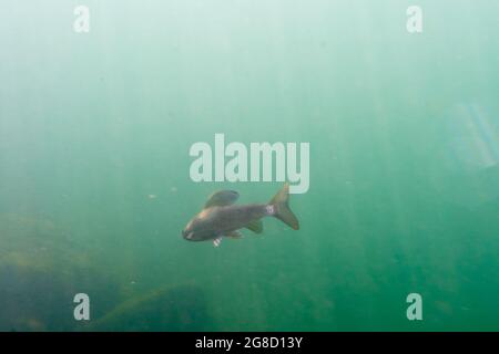 Artico Grayling con la sua grande pinna dorsale. Foto Stock