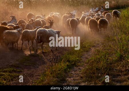 Un gregge di pecore e capre che cammina lungo una strada polverosa. Foto Stock