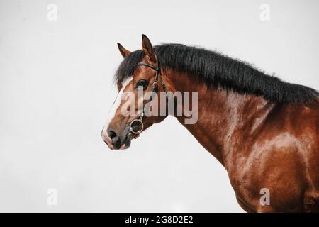 Ritratto di una baia franches montagnes cavallo noto anche come freiberger Foto Stock
