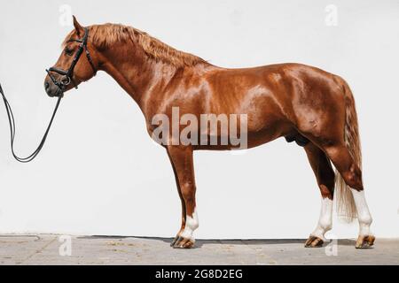 Ritratto a corpo pieno di un cavallo di castagne montagnes noto anche come freiberger Foto Stock