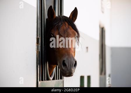 Stallone adulto di Franches montagnes conosciuto anche come freiberger cavallo che si appoggia fuori la scatola Foto Stock
