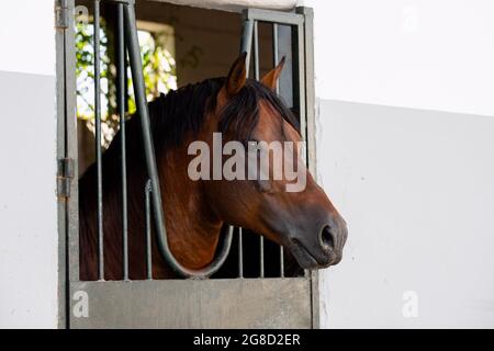Stallone adulto di Franches montagnes conosciuto anche come freiberger cavallo che si appoggia fuori la scatola Foto Stock