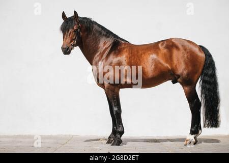 Ritratto a corpo pieno di un cavallo di montagnes baia conosciuto anche come freiberger Foto Stock