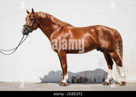 Ritratto a corpo pieno di un cavallo di castagne montagnes noto anche come freiberger Foto Stock