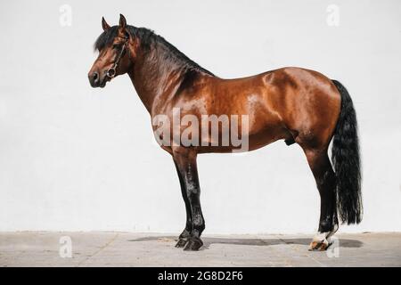 Ritratto a corpo pieno di un cavallo di montagnes baia conosciuto anche come freiberger Foto Stock