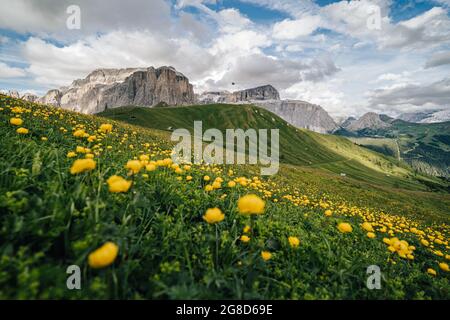 Prato alpino e Gruppo Sella nelle Dolomiti. Foto Stock