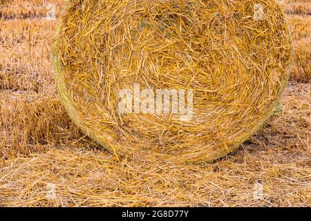 Una balla di paglia con molti gambi e gambi dopo il raccolto in campo in estate Foto Stock