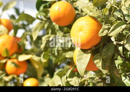Arance. Vista ravvicinata. Frigilana, Spagna. Vista ravvicinata della frutta fresca e matura dai colori vivaci. Foto Stock