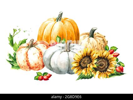 Composizione autunnale con zucche, fiori di girasole e bacche, illustrazione disegnata a mano acquerello isolato su sfondo bianco Foto Stock