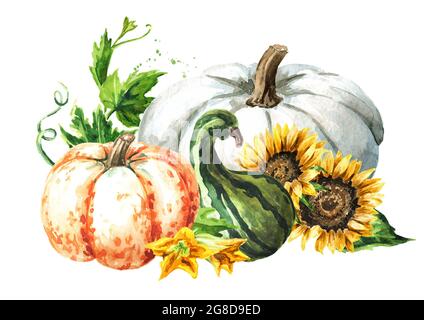 Composizione autunnale con zucche, fiori di girasole. Illustrazione di acquerello disegnata a mano, isolata su sfondo bianco Foto Stock