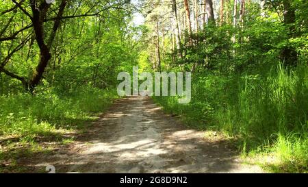 Verde foresta luminosa. Alberi, cespugli, rami con foglie verdi ed erba verde Foto Stock