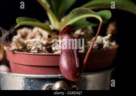 Pianta di caraffa asiatica primo piano su fiore. Monkey Cup caraffa pianta. Foto Stock