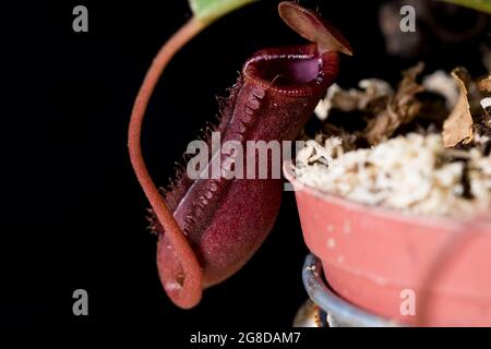 Cialda di piante di carnitore asiatica primo piano di pianta carnivora. Fiore rosso brillante di pianta di caraffa di cattura di insetto. Foto Stock