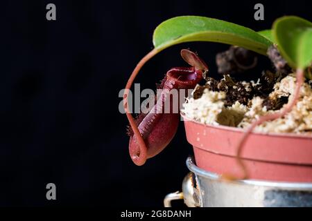 Nepenthes caraffa pianta primo piano. Fiore rosso brillante della pianta carnivora della carpice. Foto Stock