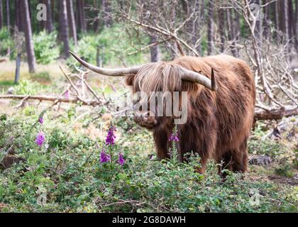 Bellissimo paesaggio con un massiccio marrone, rosso bestiame scozzese altopiano e fiori di foxglove viola in una riserva naturale tedesca. (Bos taurus taurus) Foto Stock