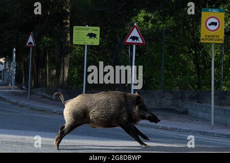 Un cinghiale che corre lungo la strada accanto a due cartelli segnalanti la presenza di cinghiali Foto Stock