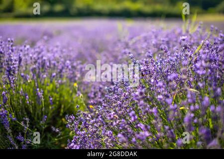 Primo piano fiore di lavanda fiorente sul vento, repubblica Ceca, Europa Foto Stock